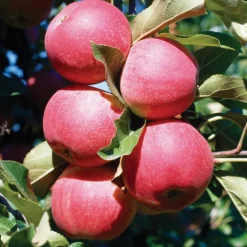 Pommier Gala Bio. Le pot de 15 litres
