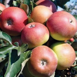 Pommier Jonagold Bio. Le pot de 15 litres