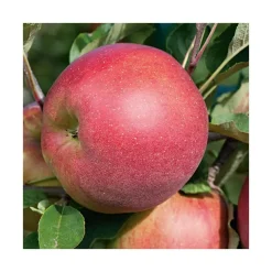 Pommier Melrose Bio. Le pot de 15 litres forme 1/2 tige