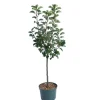 Pommier Nain Croquella® Delgrana. Le pot de 10 litres en forme 1/4 tige