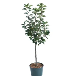 Pommier Nain Croquella® Delgrana. Le pot de 10 litres en forme 1/4 tige