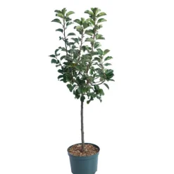 Pommier Nain Croquella® Delgrana. Le pot de 10 litres en forme 1/4 tige
