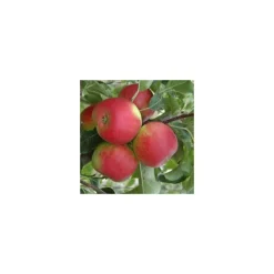 Pommier Pomme Des Moissons® Delprivale. En racine nue, forme palmette U double