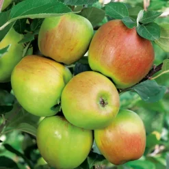 Pommier Rambour D'Hiver. Le pot de 15 litres forme 1/2 tige