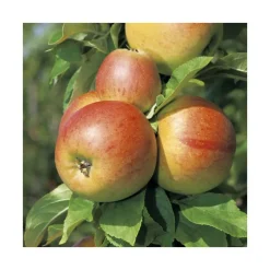 Pommier Reine Des Reinettes. En racine nue, forme palmette U simple