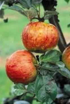 Pommier Reine Des Reinettes. En racine nue, forme 1/2 tige calibre 6/8