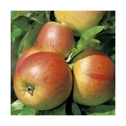 Pommier Reine Des Reinettes Lr. Le pot de 15 litres