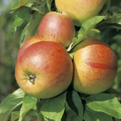 Pommier Reine Des Reinettes Bio. Le pot de 15 litres