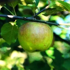 Pommier Reinette Blanche Du Canada. Le pot de 12 litres, forme gobelet