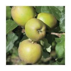 Pommier Reinette Grise Du Canada. Le pot de 12 litres, forme gobelet