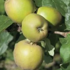 Pommier Reinette Grise Du Canada. En racine nue, forme palmette U simple