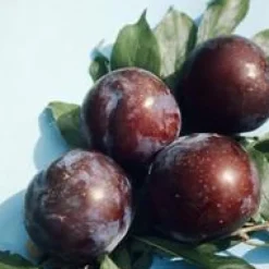 Pommier Reinette Grise Du Canada. Le pot de 15 litres forme 1/2 tige