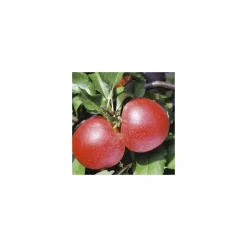 Pommier Royal Gala. En racine nue, forme palmette U double