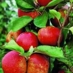 Pommier Royal Gala. Le pot de 15 litres forme 1/2 tige