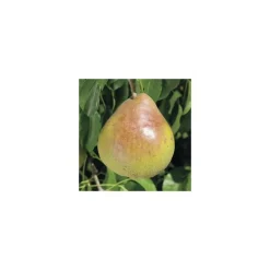 Pommier Tentation® Delblush. En racine nue, forme palmette U simple