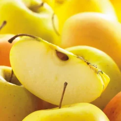 Pommier Tentation® Delblush. En racine nue, forme palmette U double