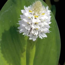Pontédérie blanche à feuilles en cœur godet 9x9 cm