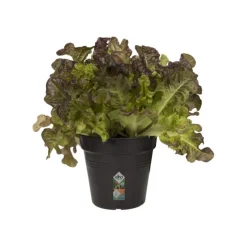 Pot 11cm Green Basics 11 cm Elho noir