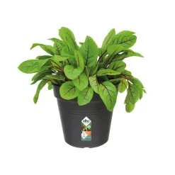 Pot 19cm Green Basics Elho noir