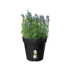 Pot 17cm Green Basics Elho noir