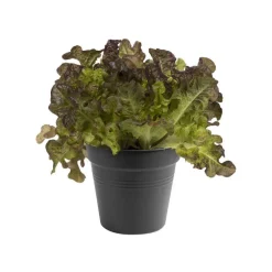 Pot 15cm Green Basics Elho noir