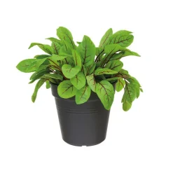Pot 13cm Green Basics Elho noir