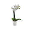 Pot D13 cm provence orchidées Elho transparent