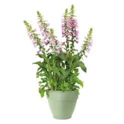 Pot en polypropylène vert pistache Elho Vibia Campana - Ø 40 x 33,4 cm