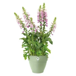 Pot en polypropylène vert pistache Elho Vibia Campana - Ø 20 x 17 cm