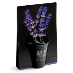 Pot en terre cuite black avec grains de lavande bio Radis & Capucine Green is the new black