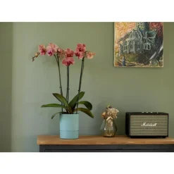 Pot Orchidée Aquaduo vert eucalyptus 1,3 L