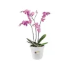 Pot provence orchidees