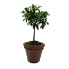 Pot Toscane en terre cuite claire - Ø91 x H71