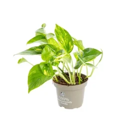 Pothos Aureus pot Ø12xH55 cm