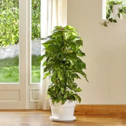 Pothos aureus sur tuteur mousse. Le pot de 31 cm