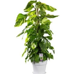 Pothos aureus sur tuteur mousse. Le pot de 31 cm