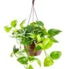 Pothos Aureus suspension Ø20xH45 cm