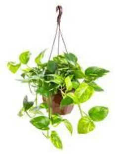 Pothos Aureus suspension Ø20xH45 cm