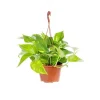 Pothos Aureus suspension Ø15xH40 cm