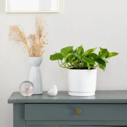 Pothos doré vert en pot blanc émaillé botanic®. Le pot Ø 15 cm
