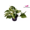 Pothos Marble Queen pot Ø12xH20 cm