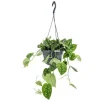 Pothos Pictum suspension Ø15xH25 cm