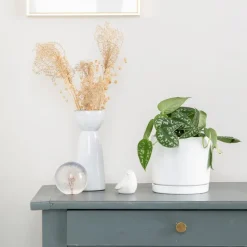 Pothos pictus vert en pot blanc émaillé botanic®. Le pot Ø 15 cm