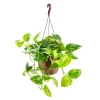 Pothos suspension Ø30xH60 cm