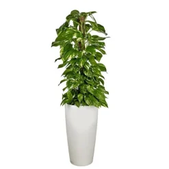 Pothos TM et son pot Rondo premium Ø 40 blanc