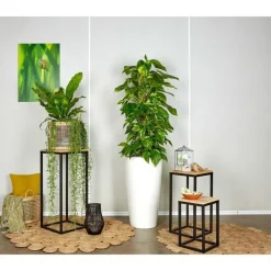 Pothos TM et son pot Rondo premium Ø 40 blanc