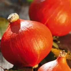 Potimarron Uchiki Kuri Bio. Le pot de 10,5 cm