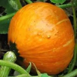 Potimarron Uchiki Kuri Bio. Le pot de 10,5 cm