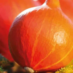 Potimarron Uchiki Kuri Bio. Le pot de 10,5 cm