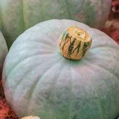 Potiron Bleu De Hongrie Bio. Le pot de 9x9 cm